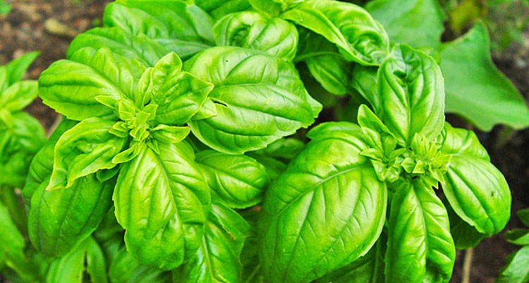 albahaca